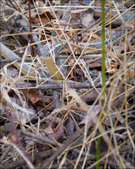 Enlarge photo 92