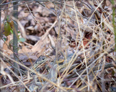 Enlarge photo 93