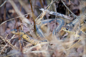 Enlarge photo 95