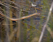 Enlarge photo 97