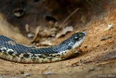 Reptiles