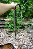 Enlarge photo 17