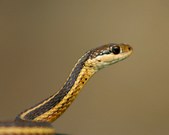 Snakes