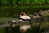 Enlarge photo 34