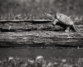 Enlarge photo 38
