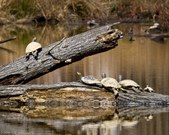 Enlarge photo 46