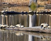 Enlarge photo 47