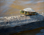 Enlarge photo 49