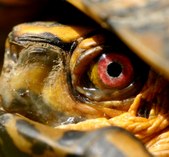 Turtles
