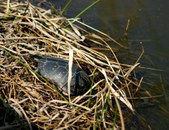 Enlarge photo 21