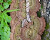 Enlarge photo 19
