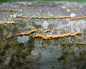 Enlarge photo 24