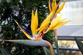 Enlarge photo 54