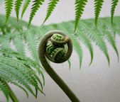 Flora