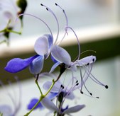 Enlarge photo 36