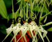 Enlarge photo 47