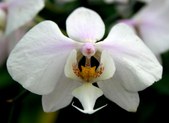 Enlarge photo 51