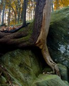 Enlarge photo 58