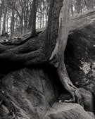 Enlarge photo 59
