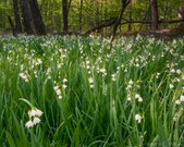 Enlarge photo 61