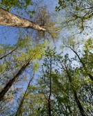 Enlarge photo 62