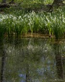 Enlarge photo 63