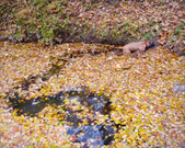 Enlarge photo 121