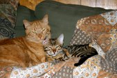 Enlarge photo 16