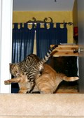 Enlarge photo 18
