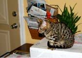Enlarge photo 14