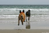 Enlarge photo 83