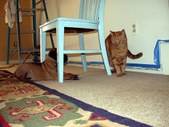 Enlarge photo 5