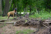 Enlarge photo 109