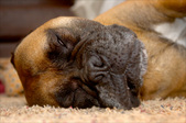 Enlarge photo 135