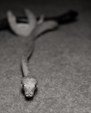 Enlarge photo 51