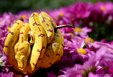 Enlarge photo 33