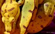 Enlarge photo 34