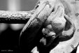 Enlarge photo 39
