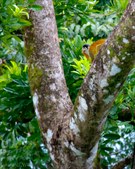 Enlarge photo 35