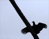 Enlarge photo 39