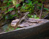 Enlarge photo 67