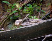 Enlarge photo 68