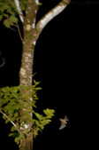 Enlarge photo 99