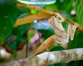 Enlarge photo 32