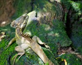 Enlarge photo 35