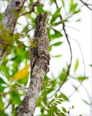 Enlarge photo 37