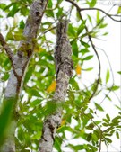 Enlarge photo 39