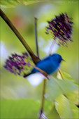 Enlarge photo 51