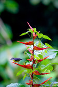 Enlarge photo 52
