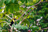 Enlarge photo 53